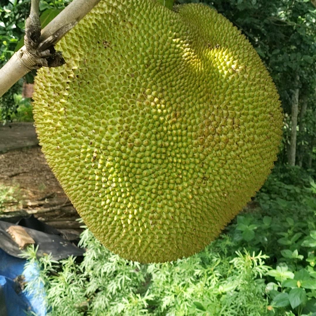 華主（主页进战队）