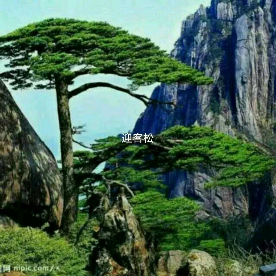 简单大叔