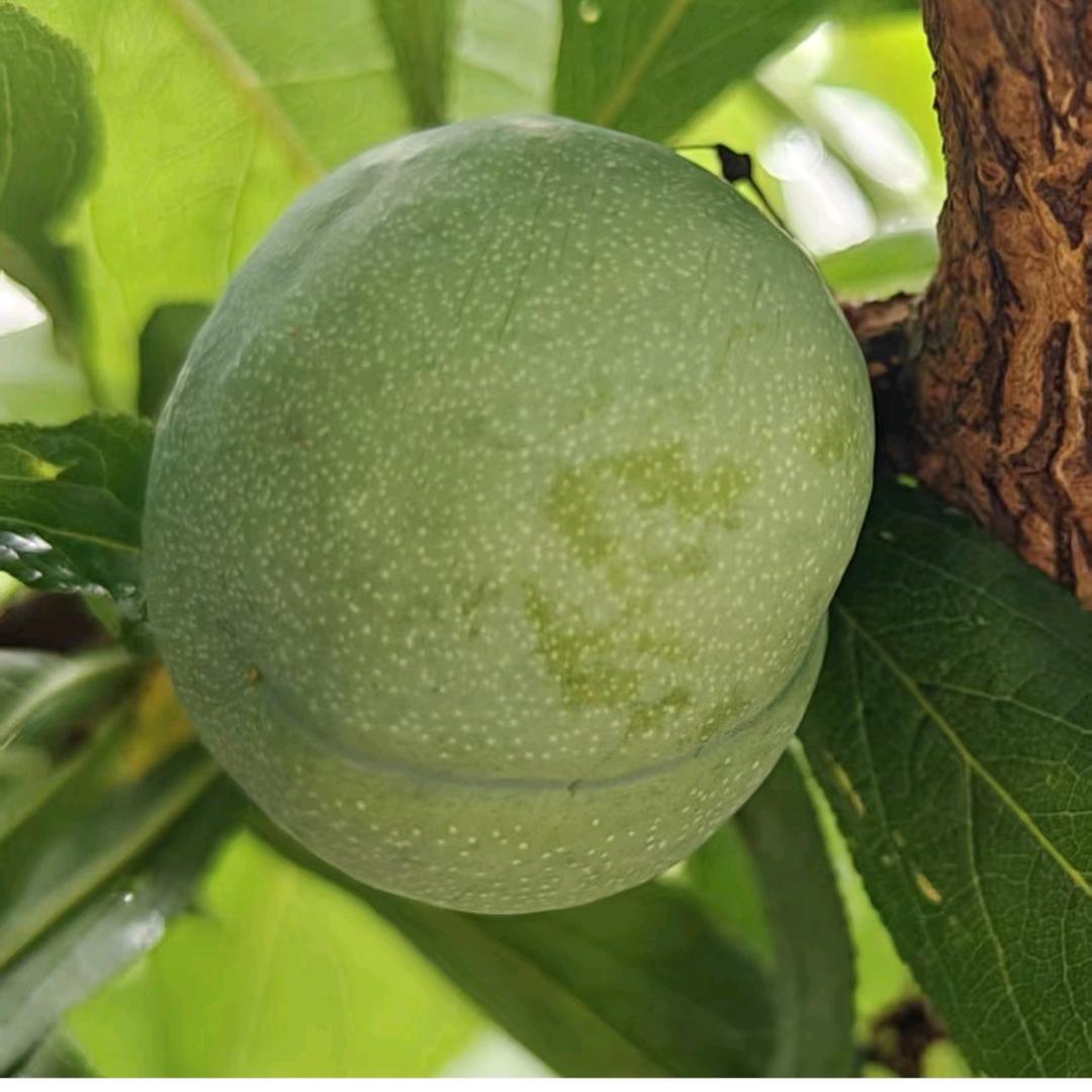 巫山县景峰恋农产品好货店