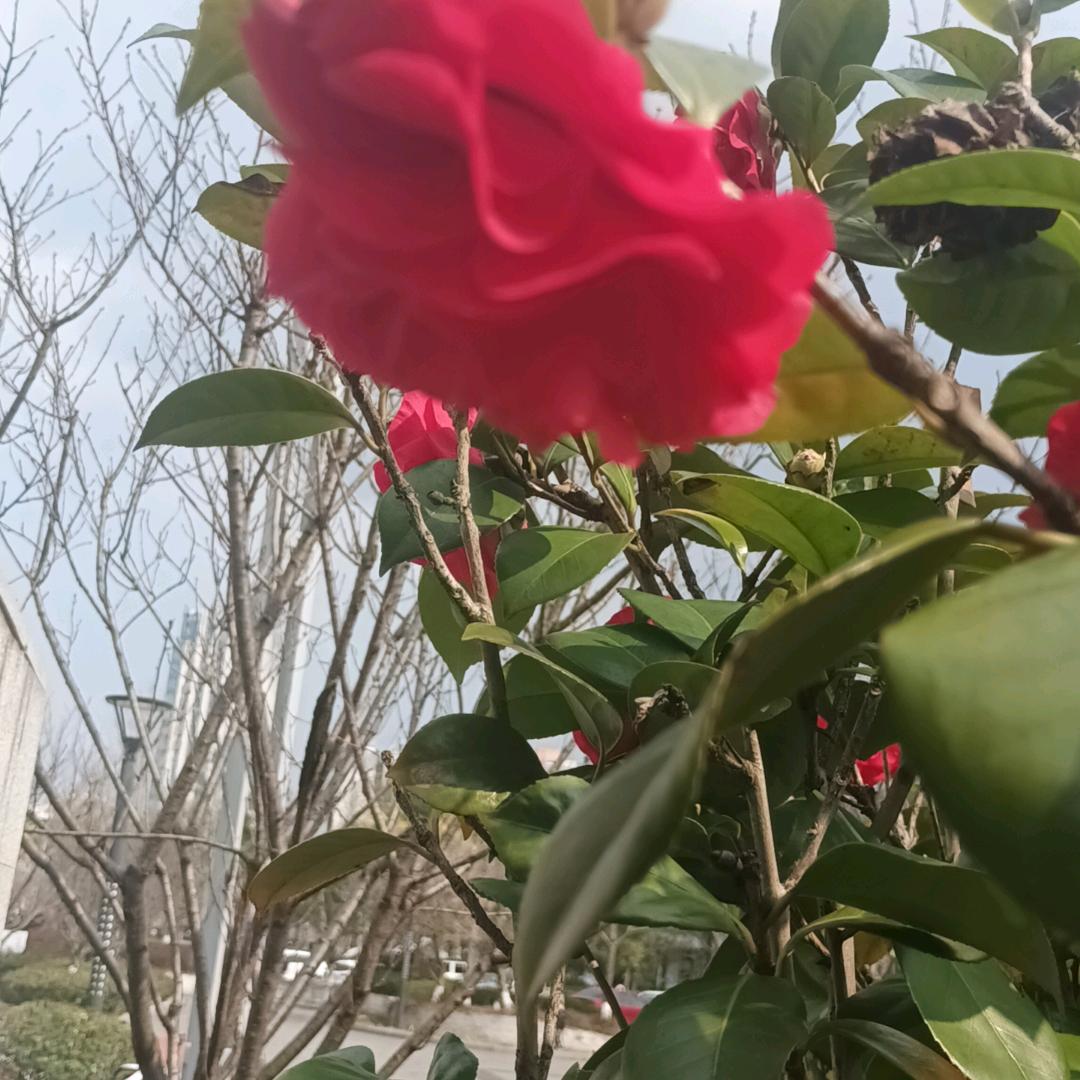 人生如梦