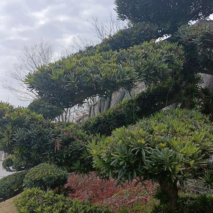 抖音佳哥