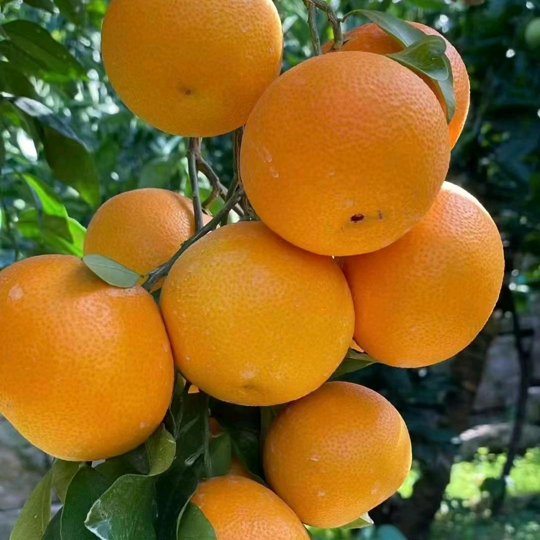 雪姐姐家的橙子