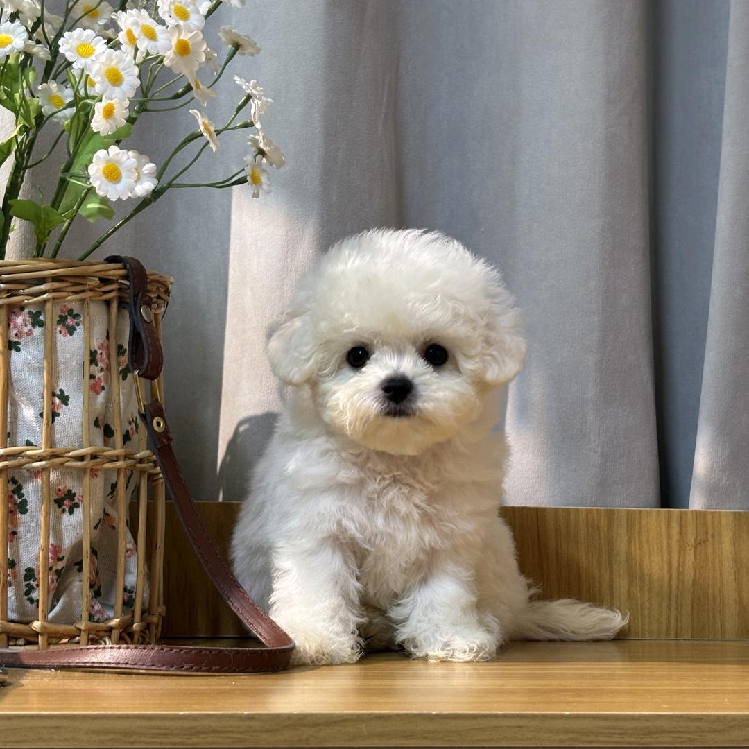 🐶可爱棉花糖（比熊）