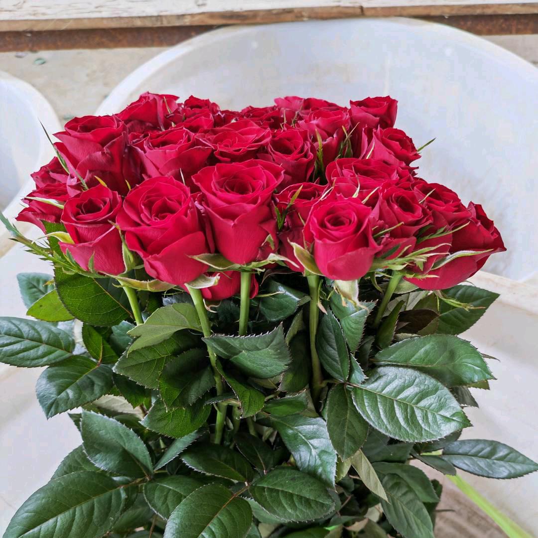 甘肃花哥