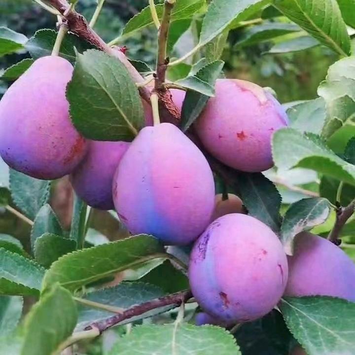 莎车樱桃专业合作社🍒