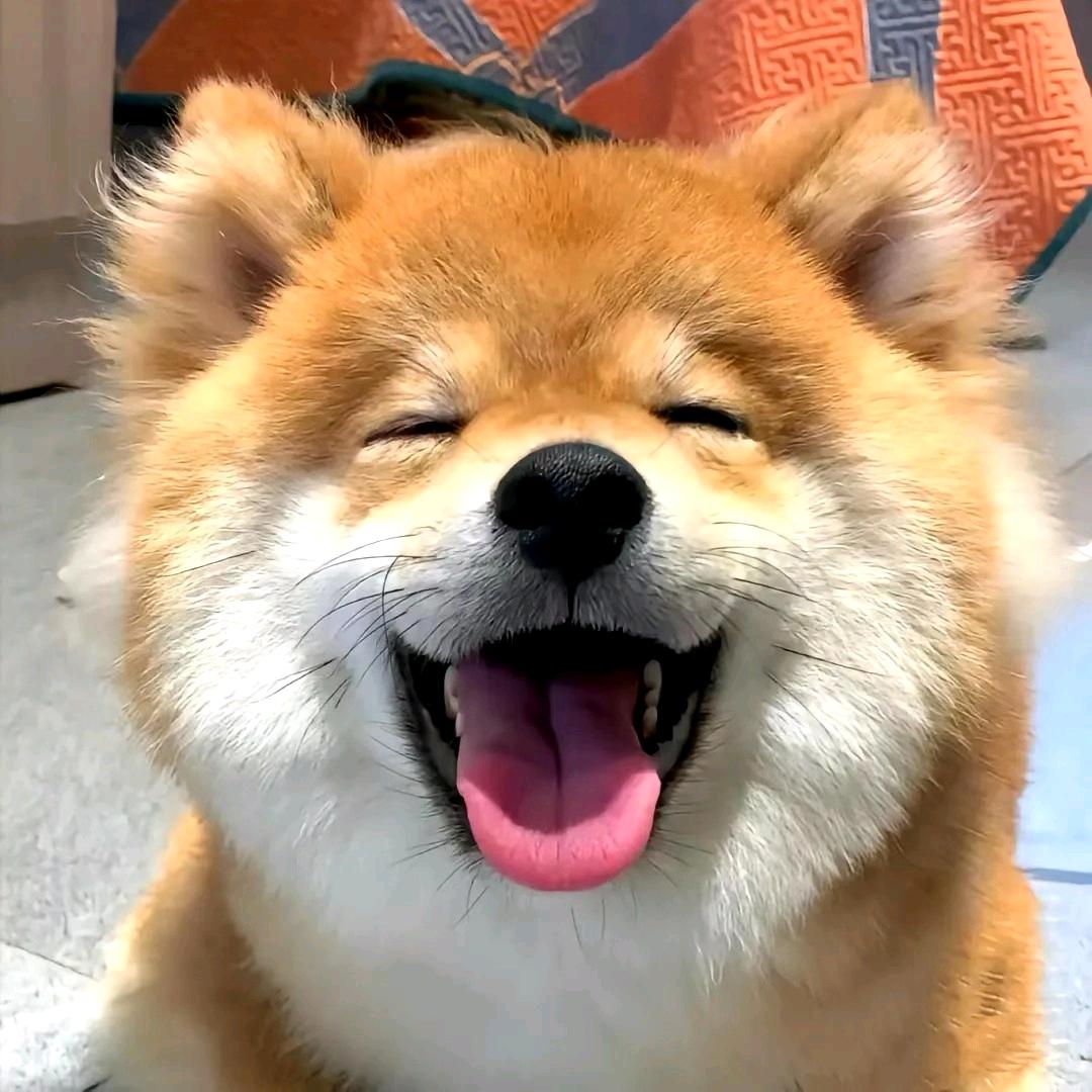 团团撩娱