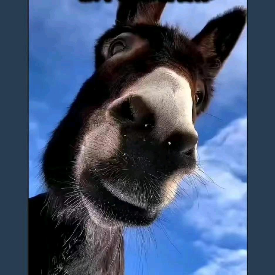 ༺࿈殇࿈༻
