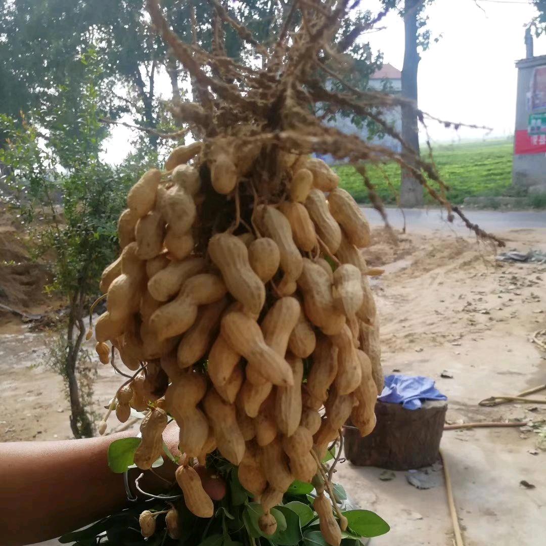 庄稼医院