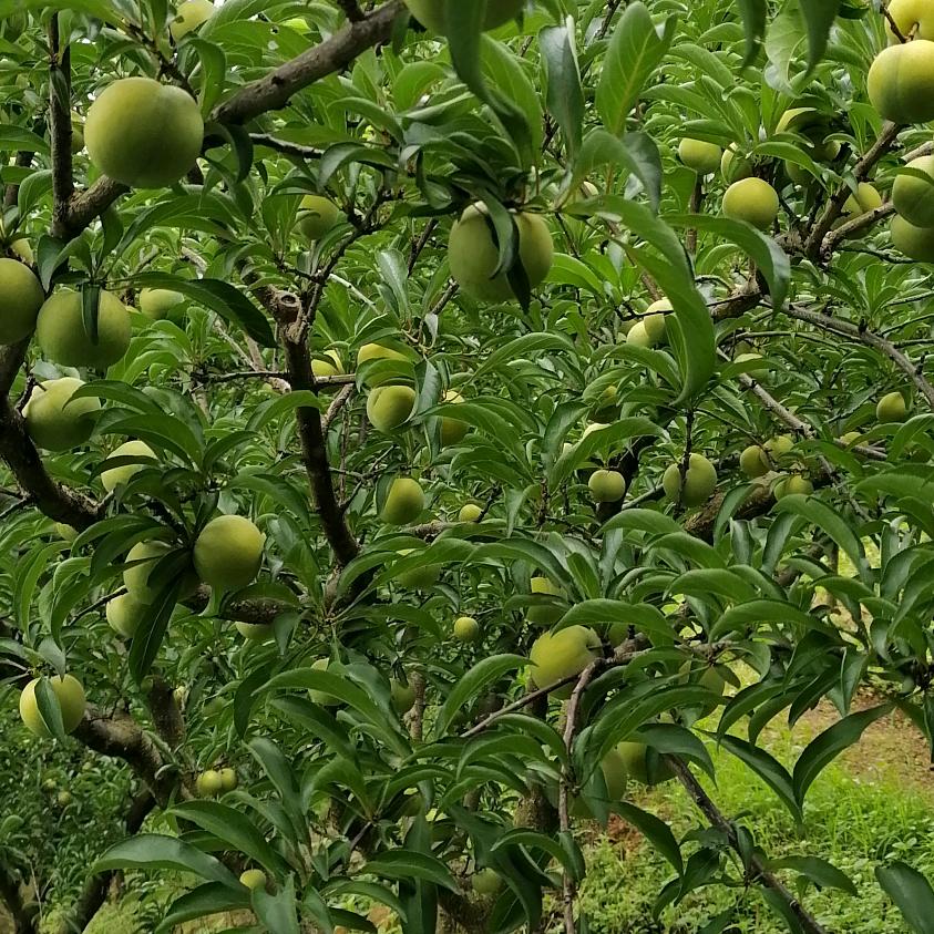 我是种植蜂糖李的小梁