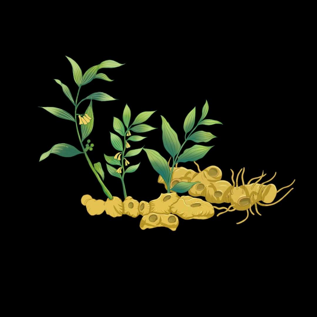 金寨黄精玉竹盆栽盆景