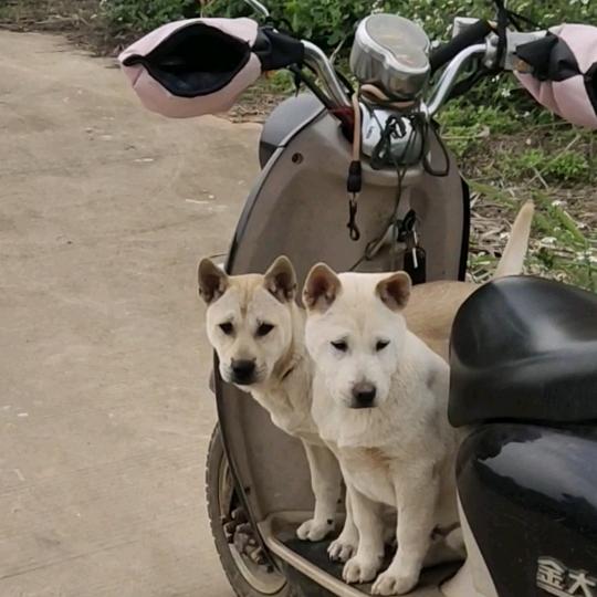 走尽丛林
