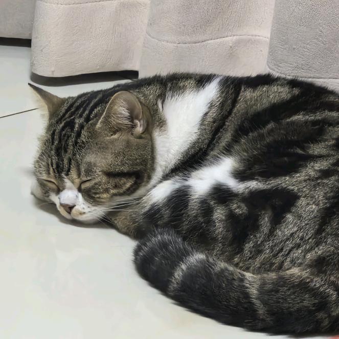 猫咪小九