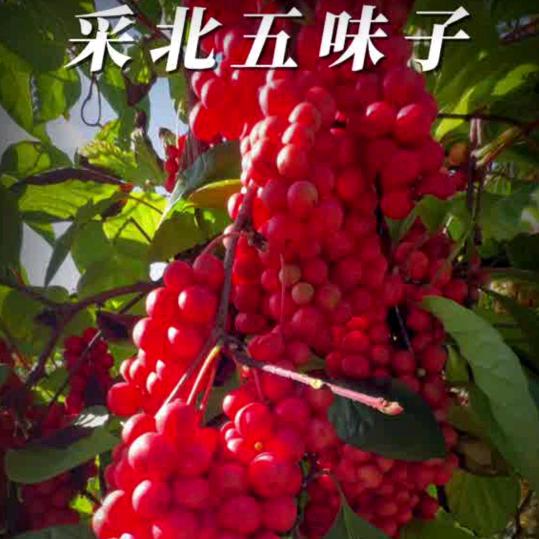 人生记忆🏃🍎🍇