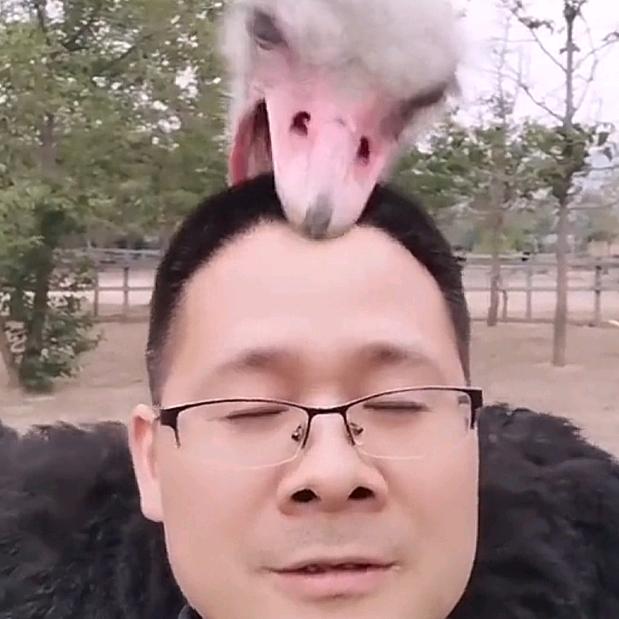 火烈鸟先生