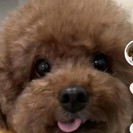 m～宠物🐩来福