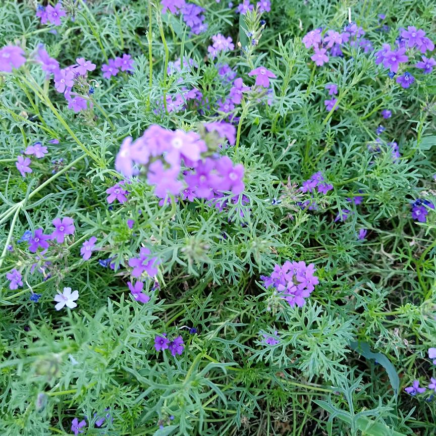 平平淡淡才是真