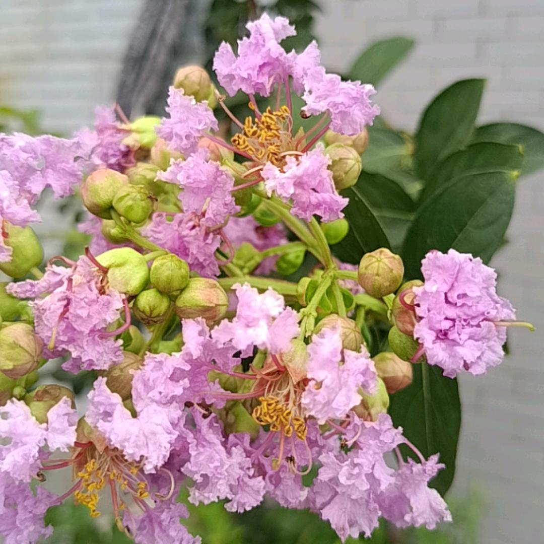 花开朵朵