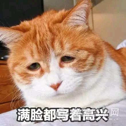 懒猫