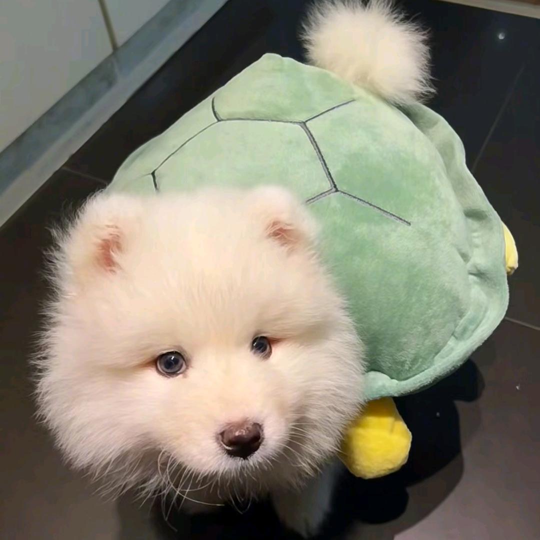 边啵啵爱吃生腌蟹