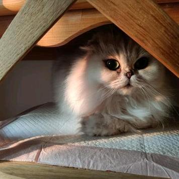 喵喵Tiᵕanᥫᩣ🐱