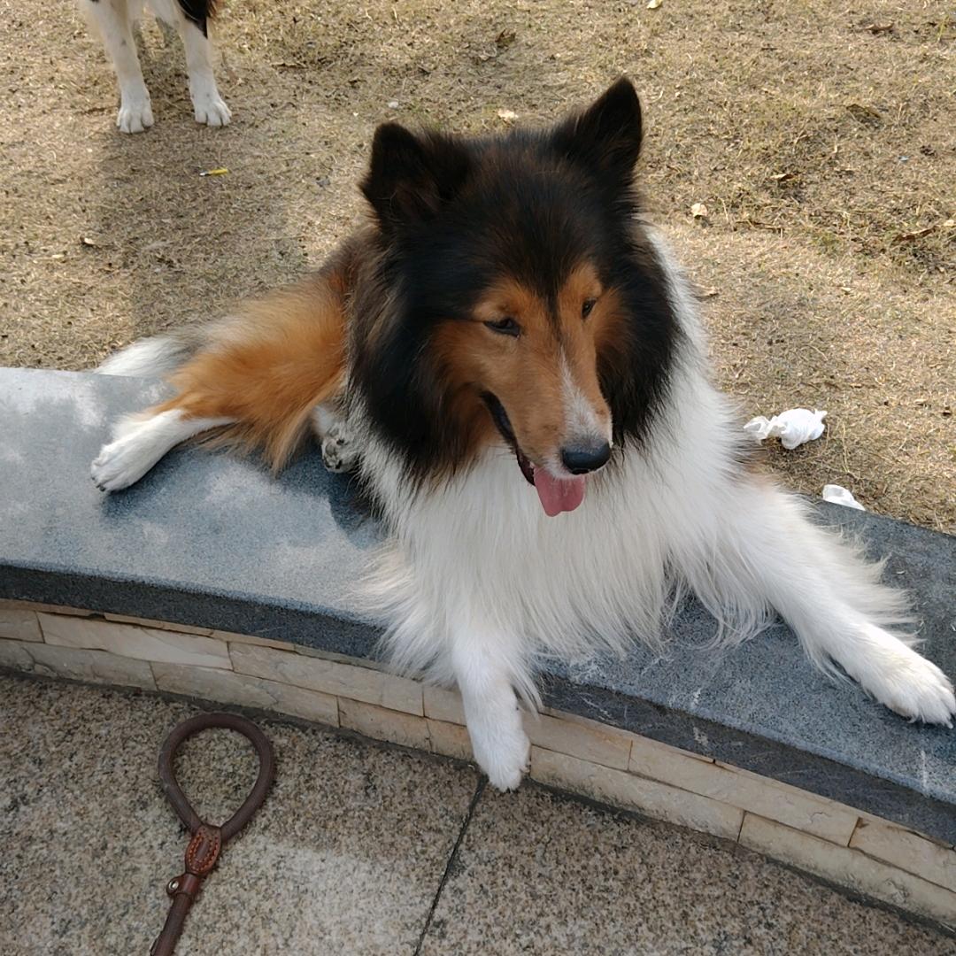 月儿弯弯照九州