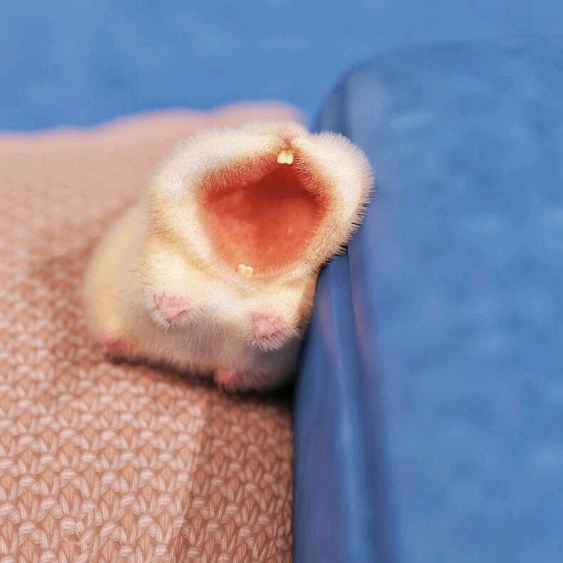 飞天大野猪精