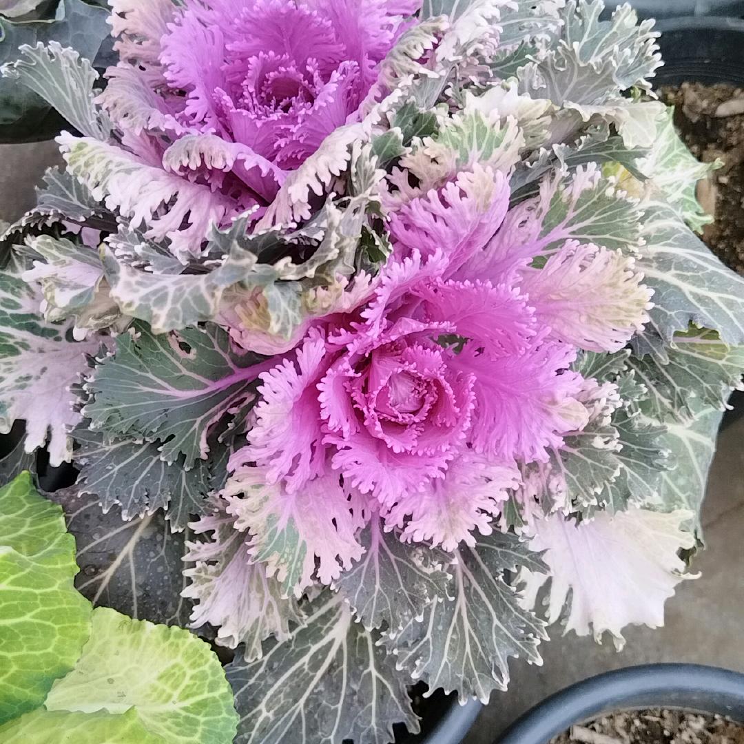 花蓓