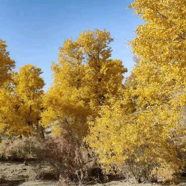 爱恨分明
