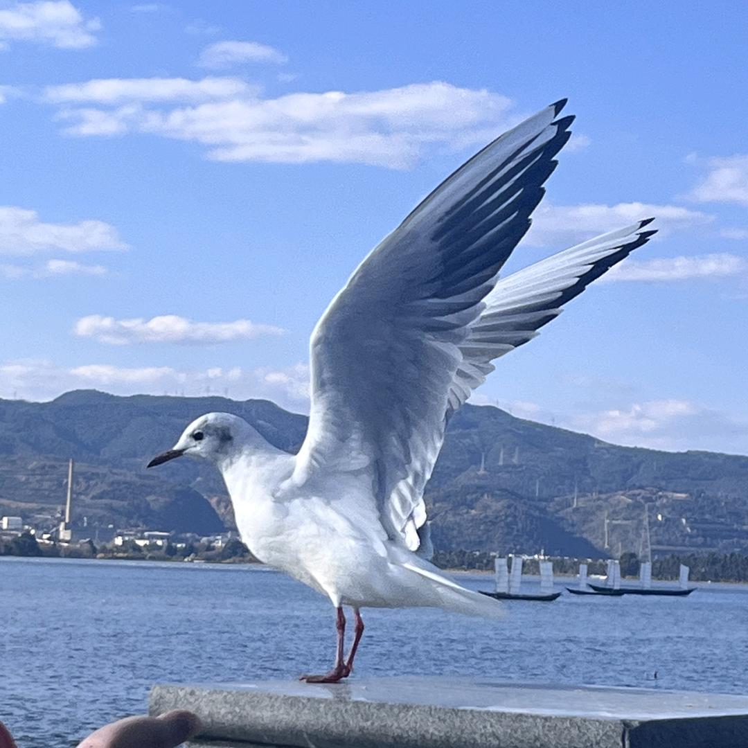 ㅤㅤㅤ刁民