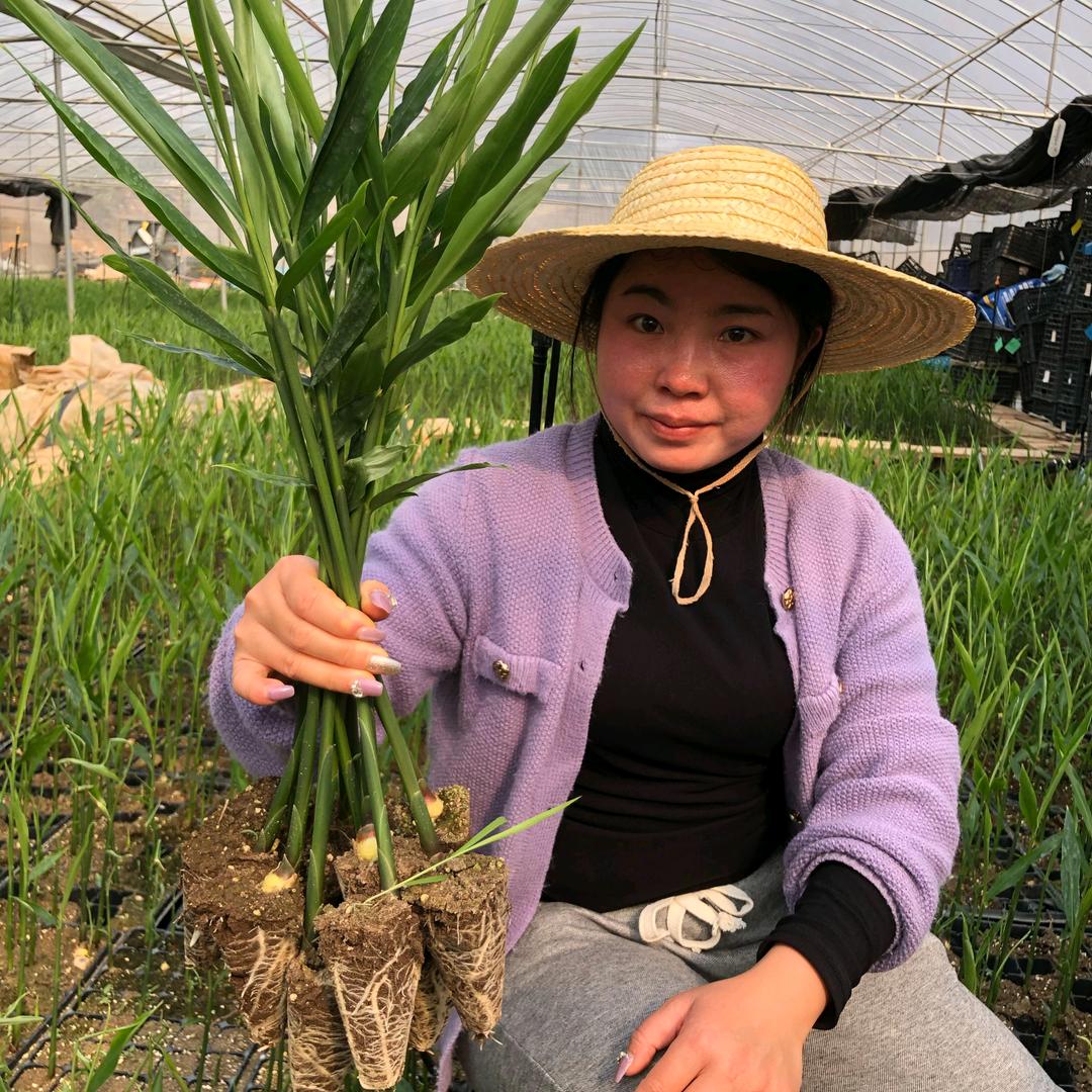 优盾农业生姜种植罗指导