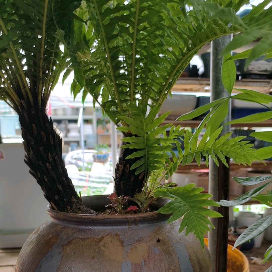 驿家花卉微盆景
