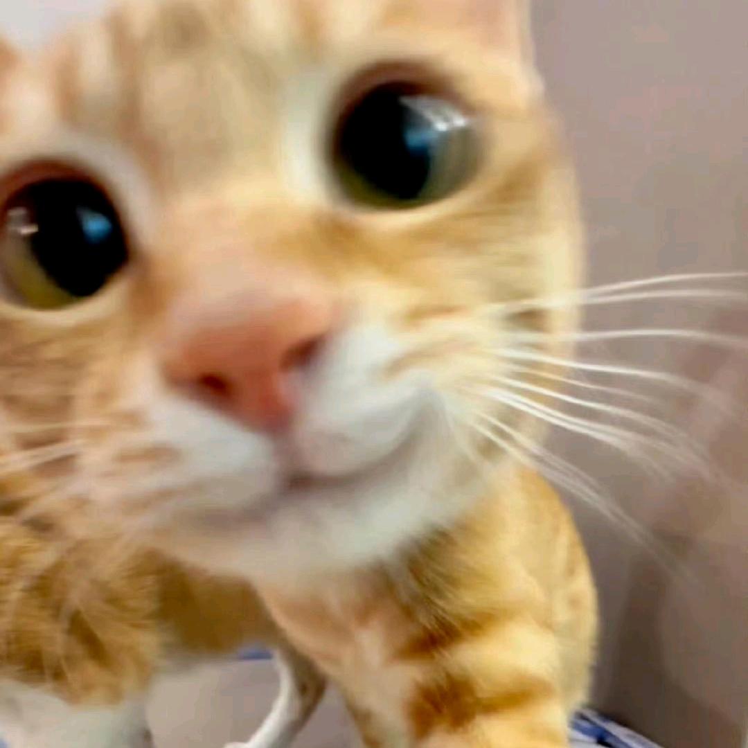 橘猫暴躁一点怎么了