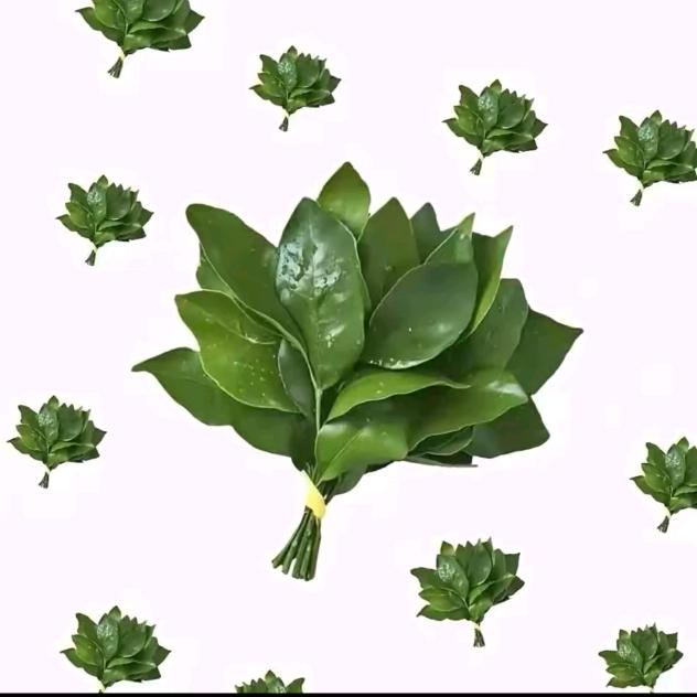 躺平部落首领😉