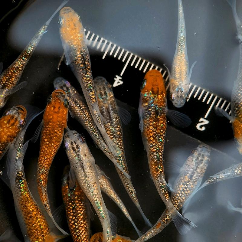 小不点观背青鳉