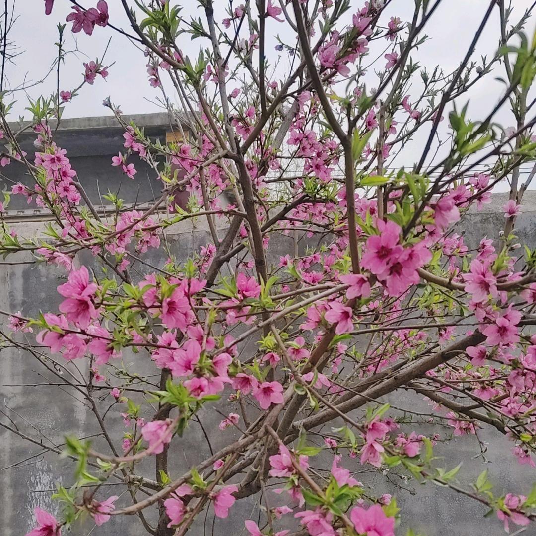 失眠收容所所长