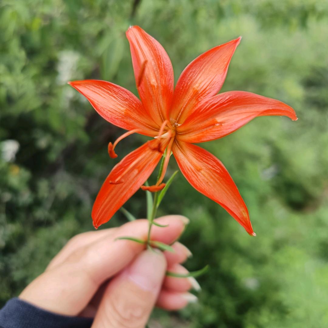 ঞৣঁ🍒᭄兜兜^ω^有糖ঞৣ🍒᭄