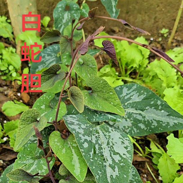 老严哥（说百草）2