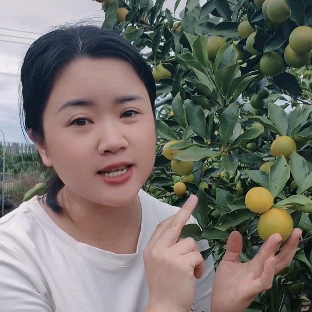 融安金桔路小七