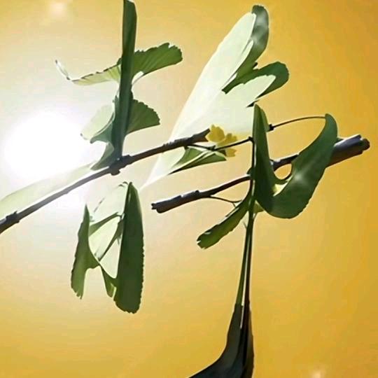 沉默是金