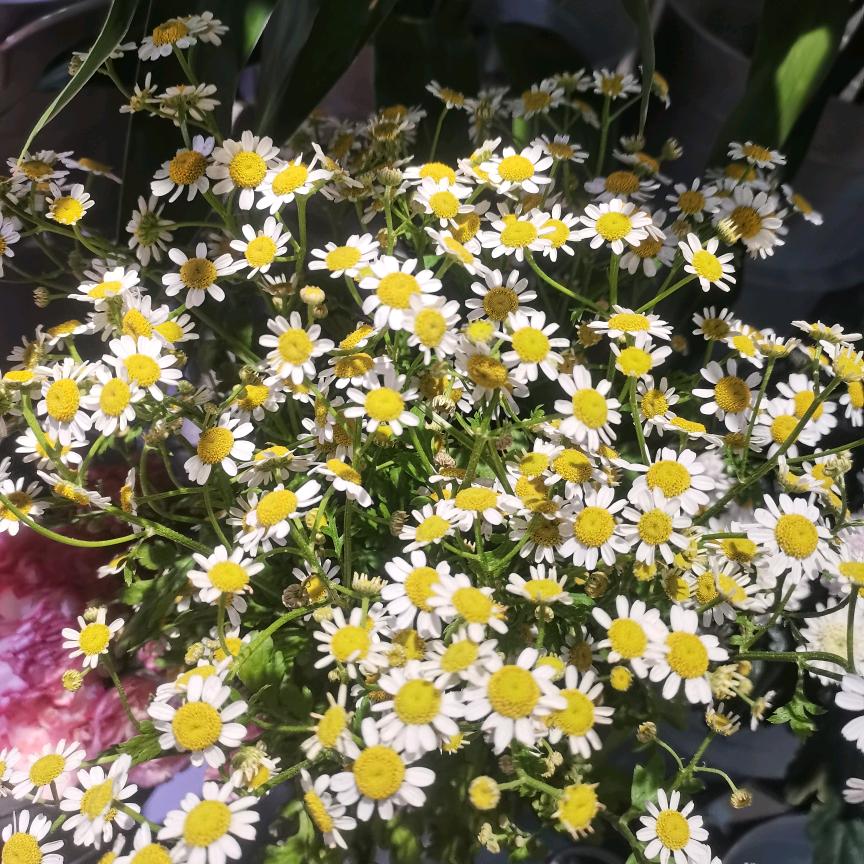 : LᎭℯ⃝ ঞᩚ 怡 ꧔