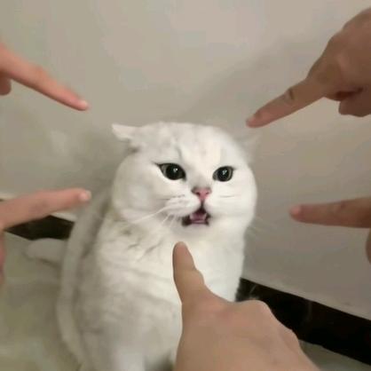 花生精选
