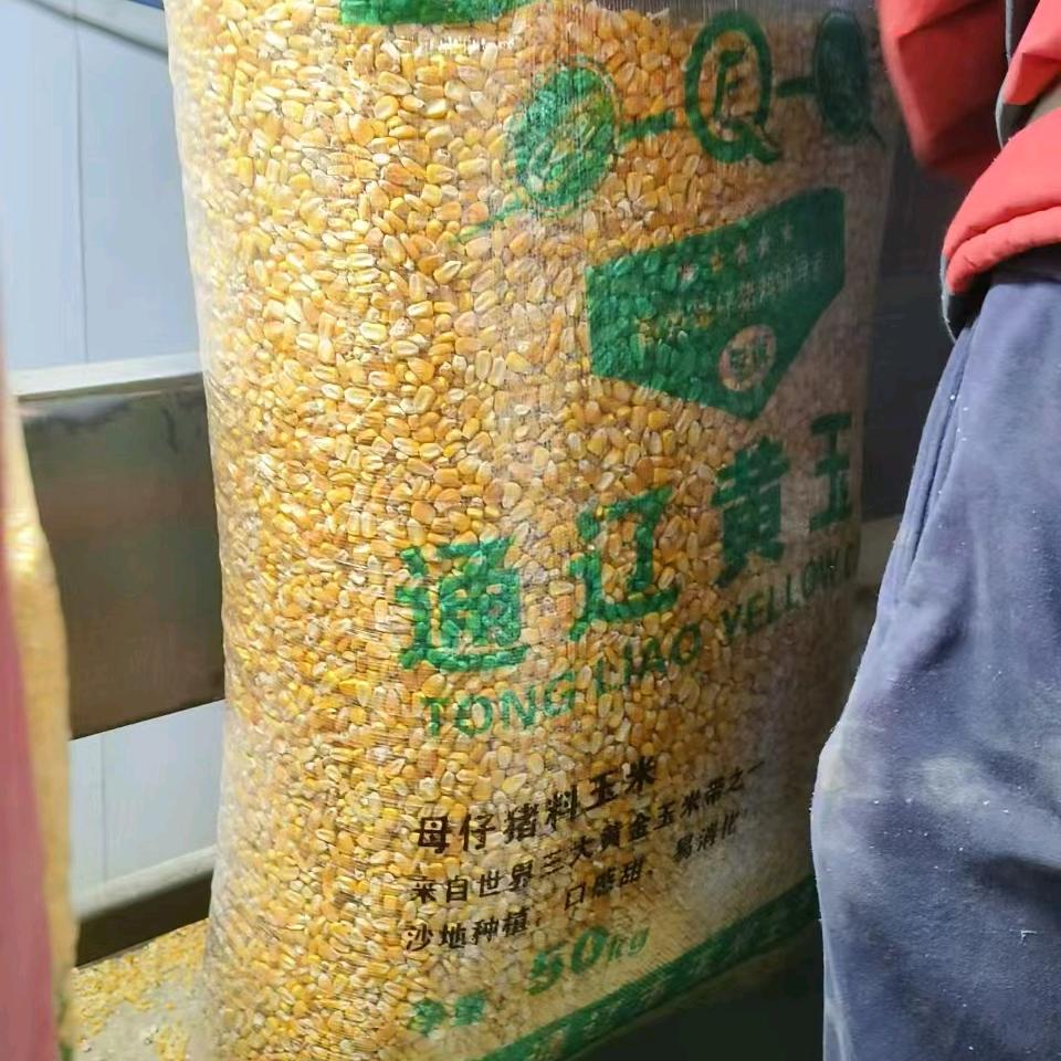 大颗粒玉米-(天佳粮库)