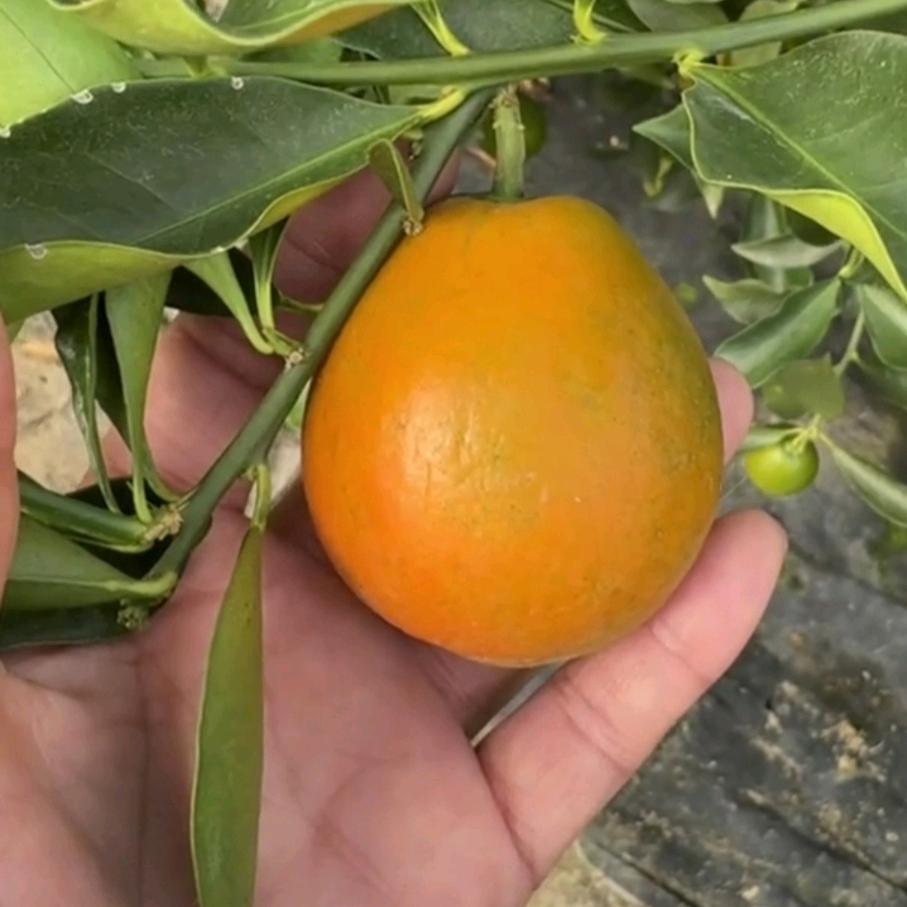 啊良_融安脆蜜金桔