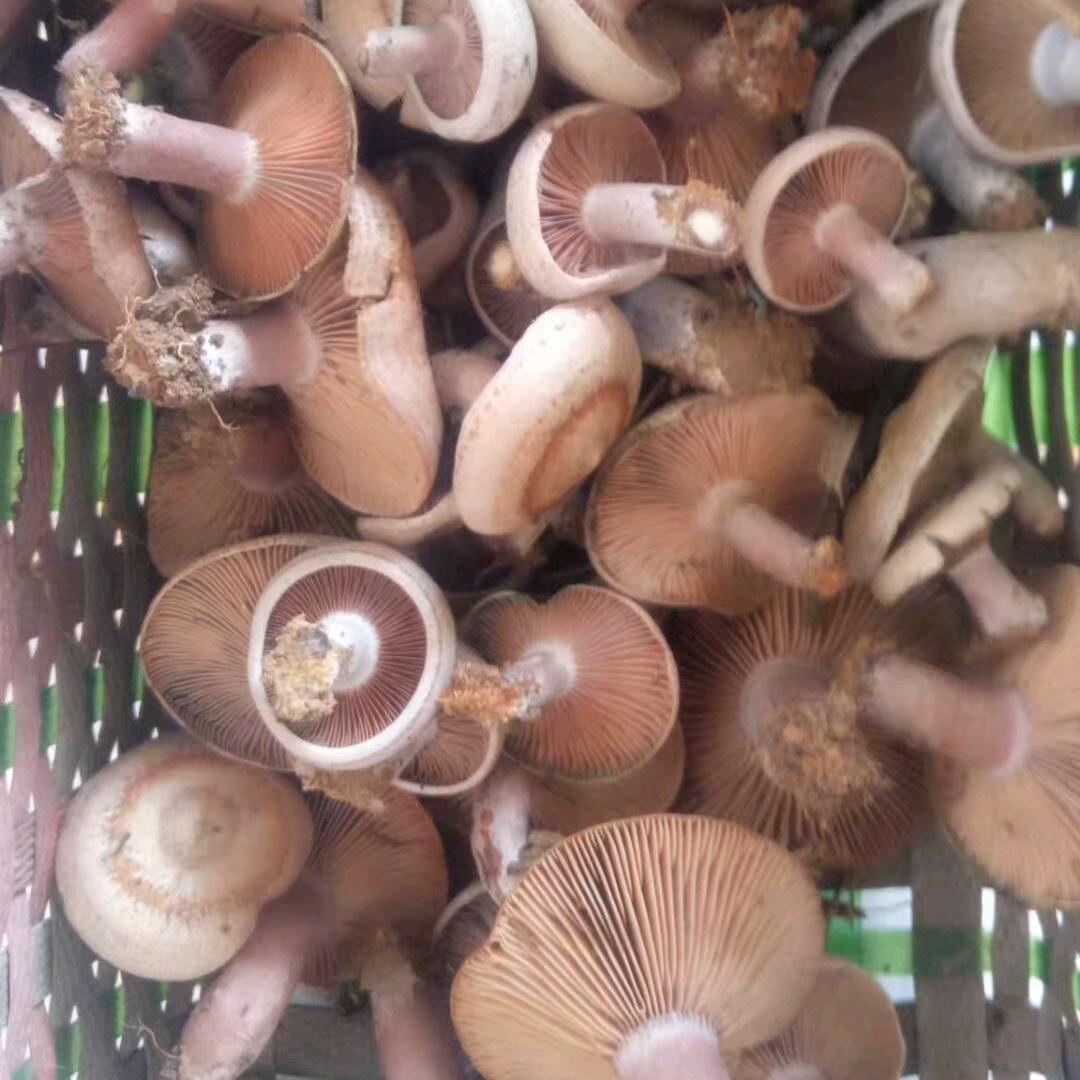 万紫千红