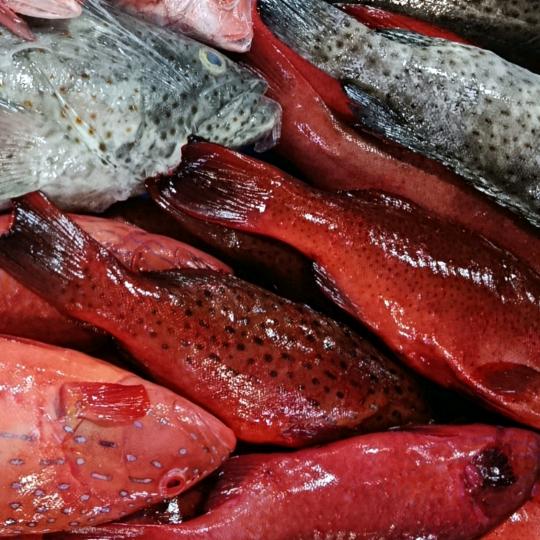 菲律宾__海鲜__直销