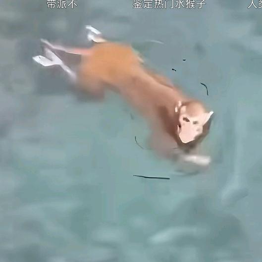 提灯望重楼(三角洲行动)