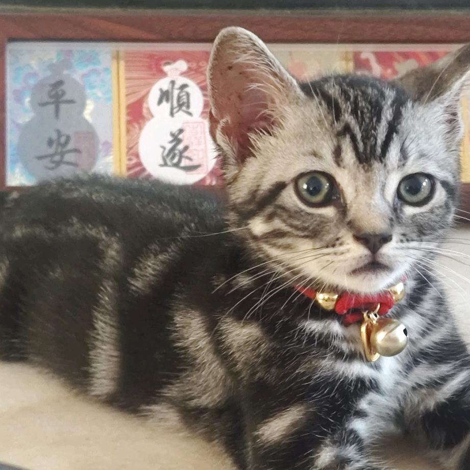 小胡子刘海-六六