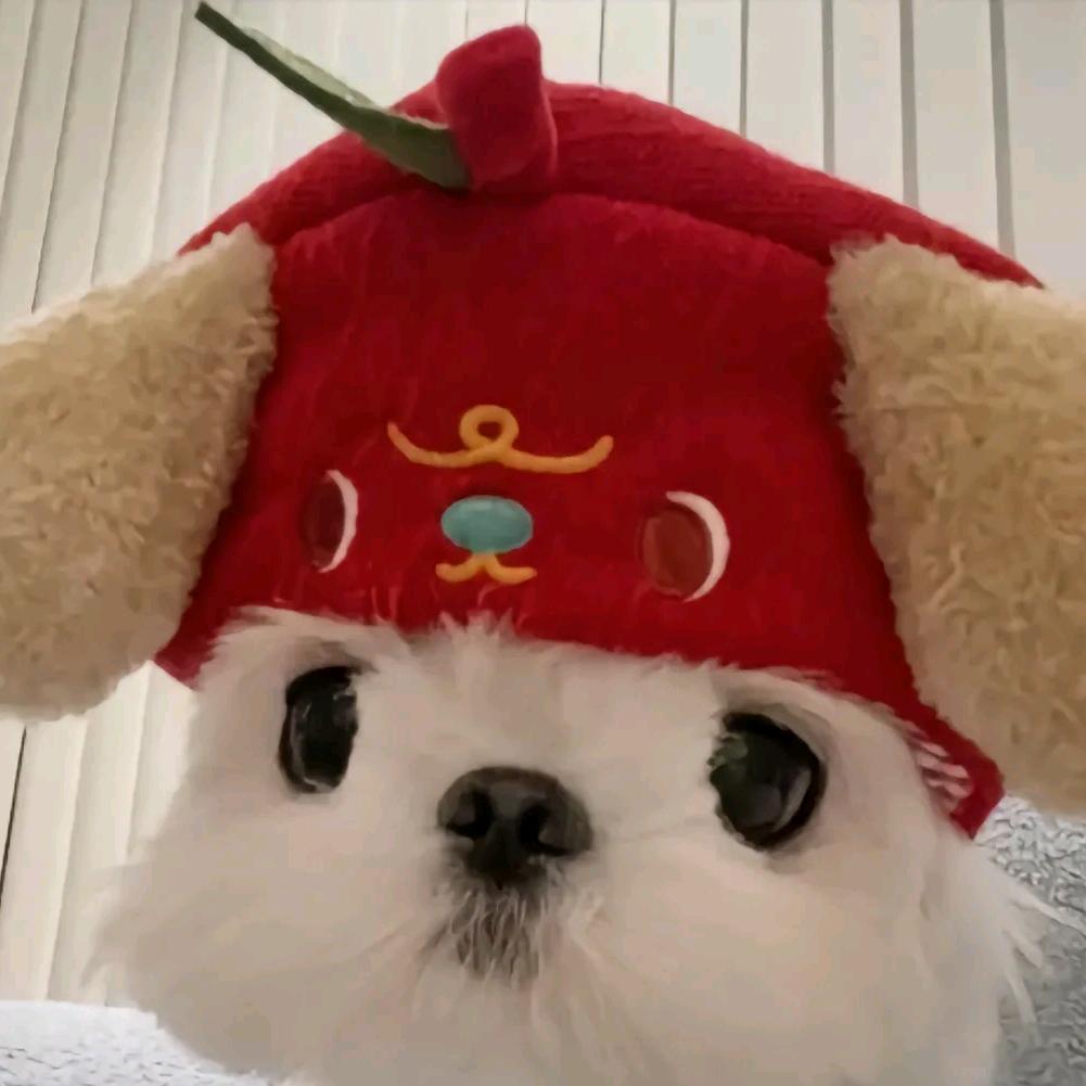 ˙Ⱉ˙