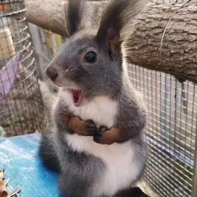 爪爪松鼠（售🐿️）