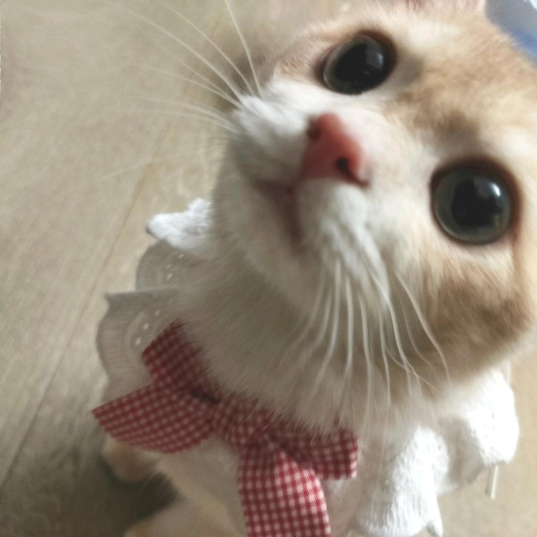 Pitrih
